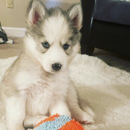 Siberian Huskies from Husky Pups Atlanta