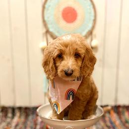 Goldendoodle Puppies from The Doodle Grove