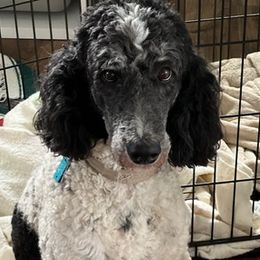 Beagles and Poodles from Rachel's Pups
