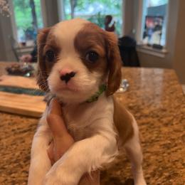 Green girl - Blenheim female Cavalier King Charles Spaniel puppy in Wimberley, Texas from Amazing AKC Puppies