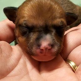 Miniature American Shepherd, Miniature Australian Shepherd, and Rat Terrier Puppies from Rocking 4C