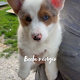 American Corgi and Pembroke Welsh Corgi Puppies from Beebe’s Corgis