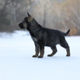 Sierra - Sable female German Shepherd puppy in Augusta, West Virginia from Vom Haus Highlands