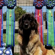 Leonbergers from Bluebonnet Leos
