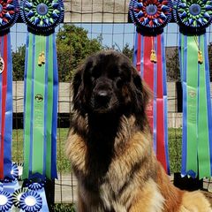 Leonbergers from Bluebonnet Leos