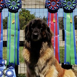 Leonbergers from Bluebonnet Leos