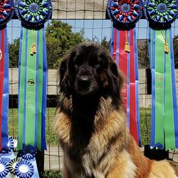 Leonbergers from Bluebonnet Leos