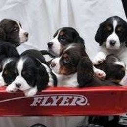 English Springer Spaniels from Maleks Tri English Springer Spaniels