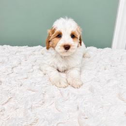 Alfie - Caramel male Labradoodle puppy in Springfield, Ohio from Dawson & Daryn's Royal Companions