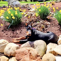 Doberman Pinscher All Grown Up from Rebecca Dollhopf's Doberman Pinschers