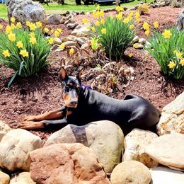 Doberman Pinscher All Grown Up from Rebecca Dollhopf's Doberman Pinschers