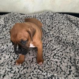 Boy 3 - Fawn male Boxer puppy in Lakeland, Florida from Cote's Boxers