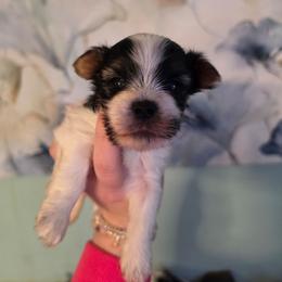 Titus - Parti male Yorkshire Terrier puppy in West Enfield, Maine from GRIFFEY'S SPA AND KENNEL