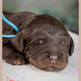 Hansel - Brown male Cockapoo puppy in Connersville, Indiana from Deaz Doodle Ranch