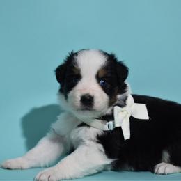 Crystal - Black tri-color female Australian Shepherd puppy in Placerville, California from BFF Aussies