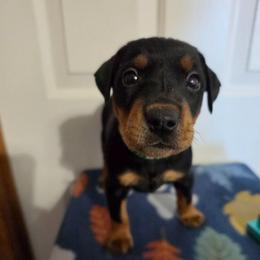 Black Male 2 - Black male German Pinscher puppy in Chatham, Virginia from WMHK9/Roolyn German Pinschers