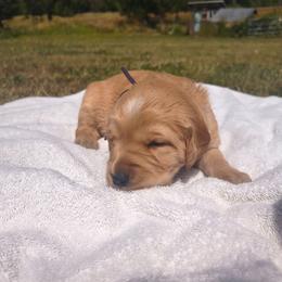 Mrs Potato- Purple collar (3rd pick female) - Golden female Golden Retriever puppy in Tenino, Washington from Oak River Goldens'