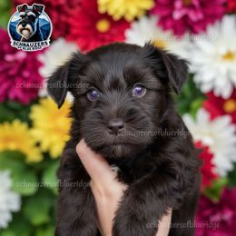 Girl 3 Alisha - Liver female Miniature Schnauzer puppy in Spruce Pine, North Carolina from Schnauzers of Blue Ridge