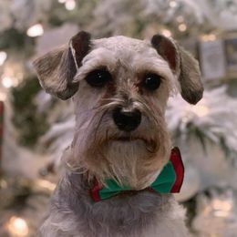 Miniature Schnauzers from Storybook Schnauzers