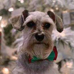 Miniature Schnauzers from Storybook Schnauzers