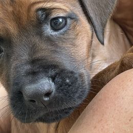 Girl 5 - Rd whtn blk nose Rhodesian Ridgeback puppy in Cary, Illinois from Blyde River Rhodesian Ridgebacks