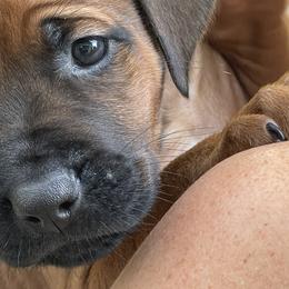 Girl 5 - Rd whtn blk nose Rhodesian Ridgeback puppy in Cary, Illinois from Blyde River Rhodesian Ridgebacks