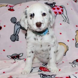 Everest - White and liver brown Dalmatian puppy in Lavon, Texas from Fox and Spots