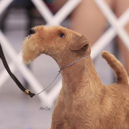 Teraz - Black and tan male Lakeland Terrier puppy in Pompano Beach, Florida from Teraz