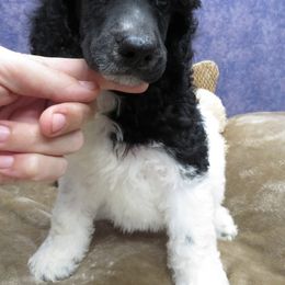 Poodle Puppies from Ramzees Poodles