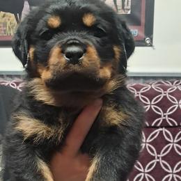 Boy 5 - Black and mahogany male Rottweiler puppy in De Witt, Iowa from Irish Eyes Kennels