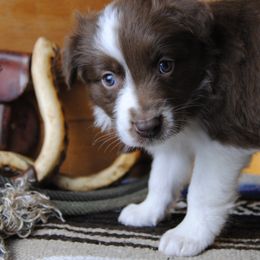 Australian Shepherd, Cavalier King Charles Spaniel, and Cavapoo Puppies from Dogwood & Sassafras Companions