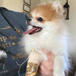 Pomeranian Puppies from Hope Mountain Pomeranians