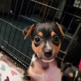 Rat Terrier Puppies from Country Rat Terriers