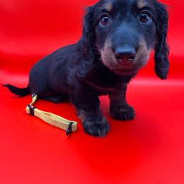 Peter (Yellow) - Black and tan male Dachshund puppy in Humble, Texas from Foley Dachshunds