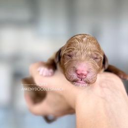 POPPY - Apricot male Goldendoodle puppy in Independence, Oregon from ANKENY DOODLES