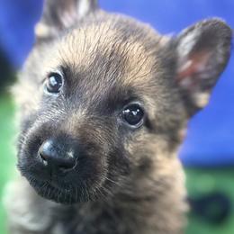 Blossom - Sable female German Shepherd puppy in Blue Ridge, Georgia from Vom Blauberge German Shepherds