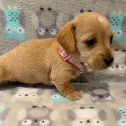 Girl 3 Pink - Cream female Dachshund puppy in Grand Valley, Pennsylvania from Dachshunds on the Hill
