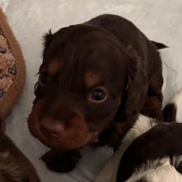 Rubeus - Chocolate and tan male Dachshund puppy in Englewood, Ohio from TS Dachshunds