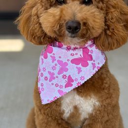 Sage - Goldendoodle