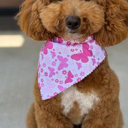 Sage - Goldendoodle