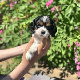 Libby - Tri-color female Cavalier King Charles Spaniel puppy in Silver Bay, Minnesota from Cedar Cavaliers