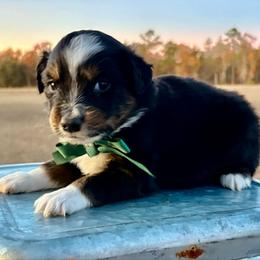 Green collar - Black tri male Miniature Australian Shepherd puppy in 32046, Florida from River Hill Ranch