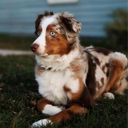Scottie Jean - Red tri-color female Miniature American Shepherd puppy in Provo, Utah from Sage & Paws Puppy co.