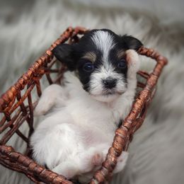 Companion Cross, Mal-Shi, Maltese, Maltipoo, Morkie, and Shih Tzu Puppies from Seeking Shalom Acres Maltese, Maltipoos & Havamalts