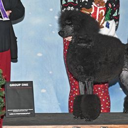 Poodles from Jackalope Poodles