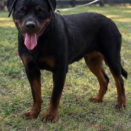 Nahla - Black and mahogany female Rottweiler puppy in Houston, Texas from Gray Kennels Rottweilers
