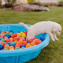 Labrador Retriever Puppies from Saddle Creek English Labradors