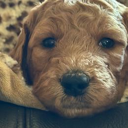 Green Collar - Red  male Goldendoodle puppy in Winchester, Tennessee from Mahaffey’s Doodles