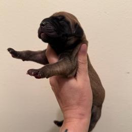 Brown Sugar - Fawn female Great Dane puppy in Jerusalem, Arkansas from Mara Danes