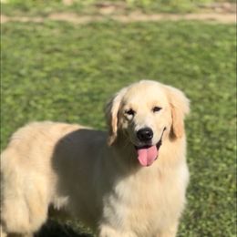 Sunny - Golden Retriever
